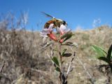 Cerasus erythrocarpa