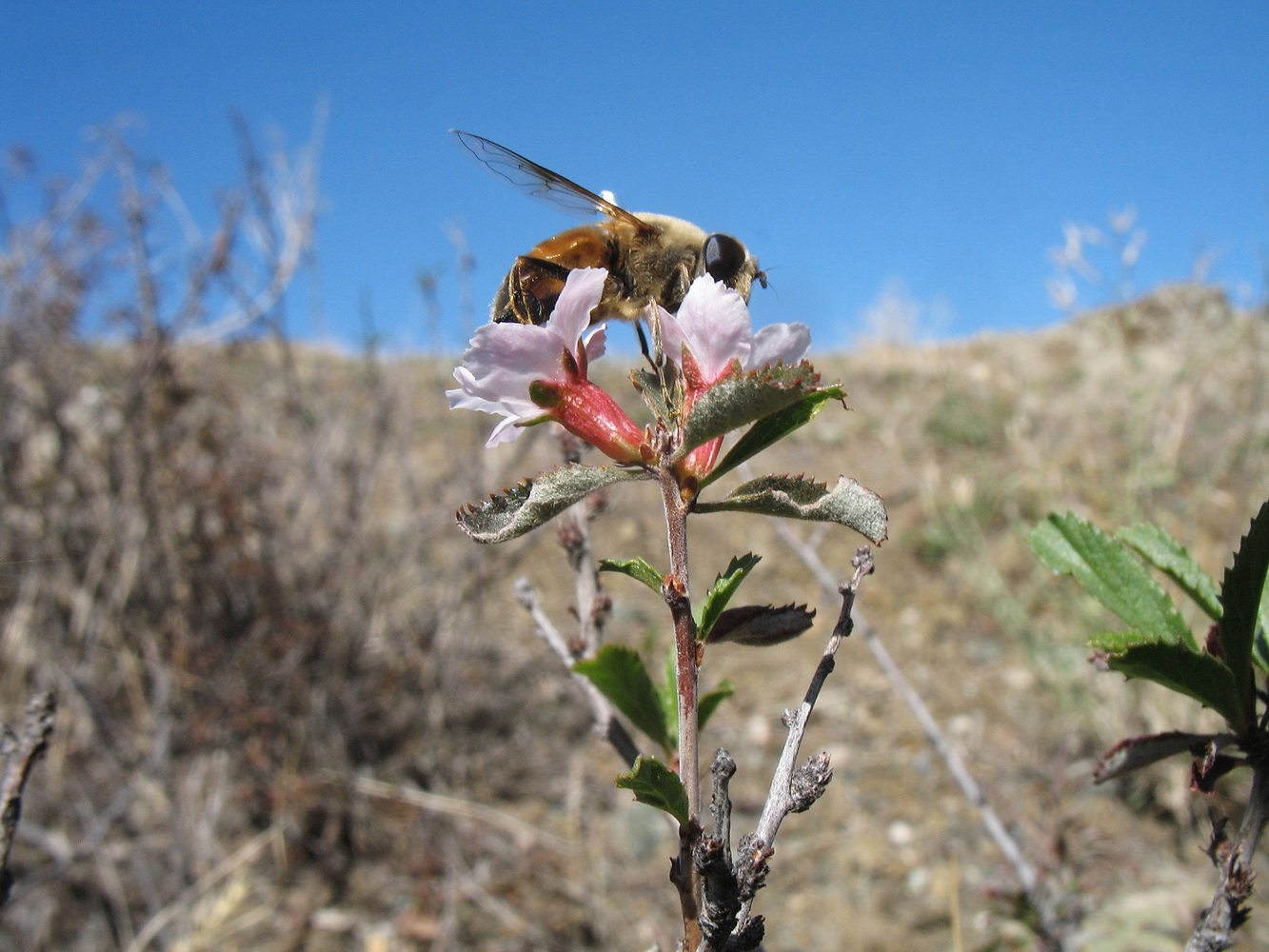 Image of Cerasus erythrocarpa specimen.