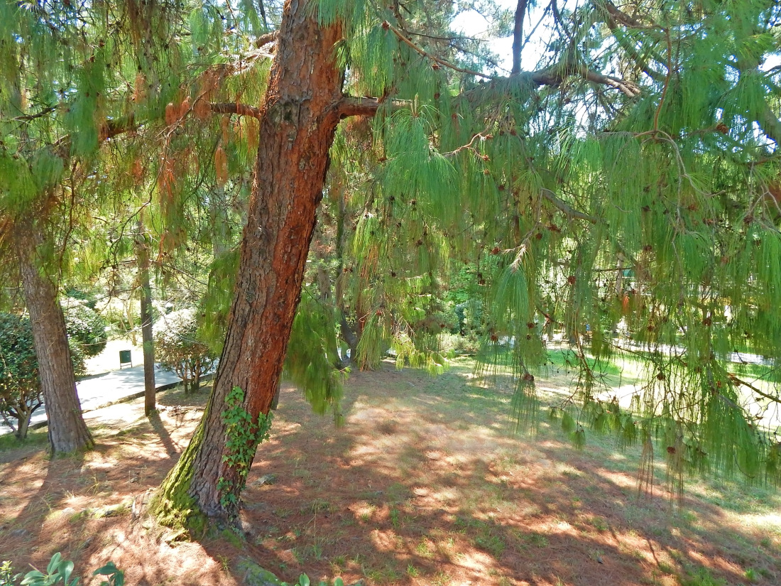 Image of Pinus patula specimen.
