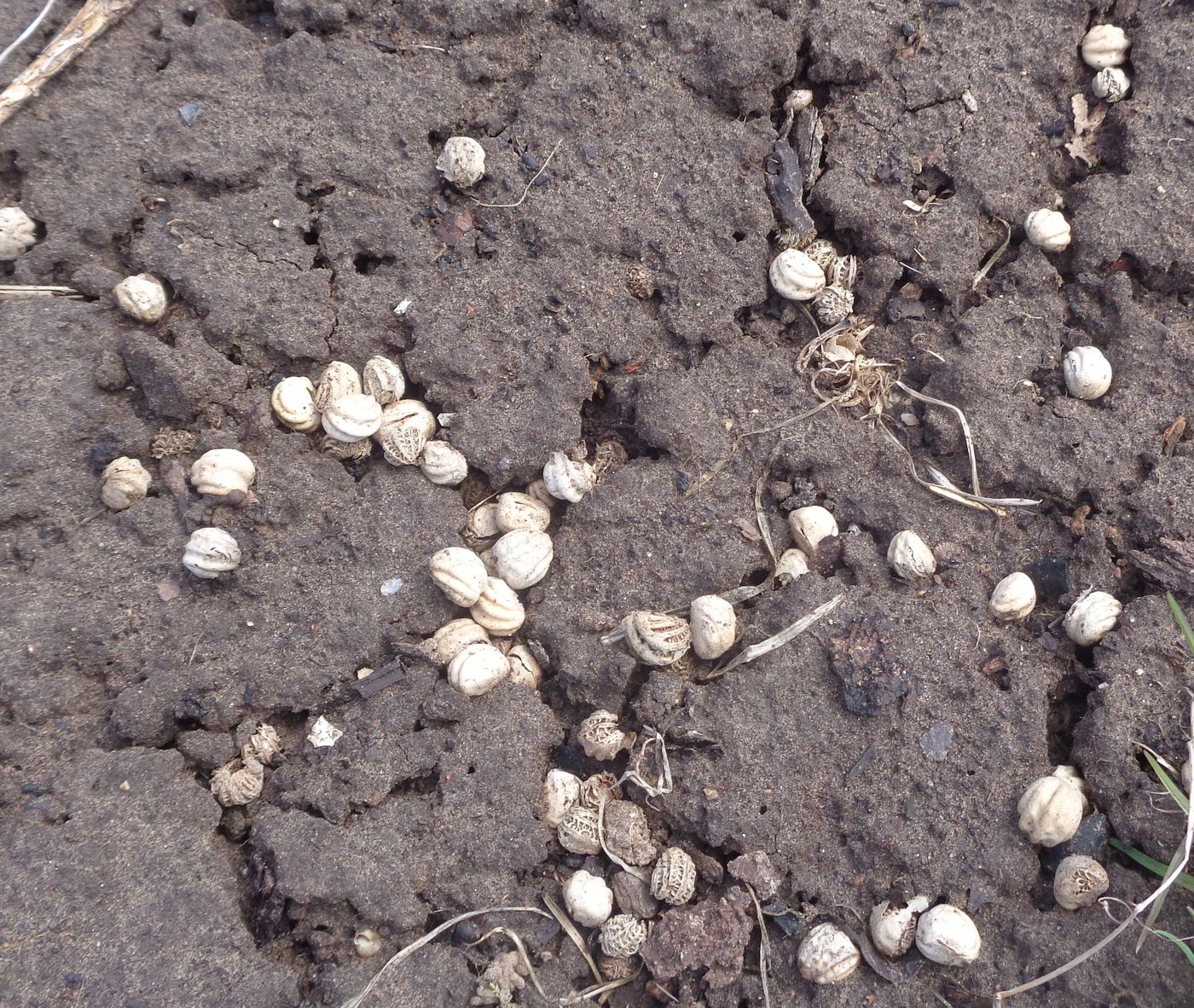 Image of Tropaeolum majus specimen.