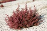 Salicornia perennans