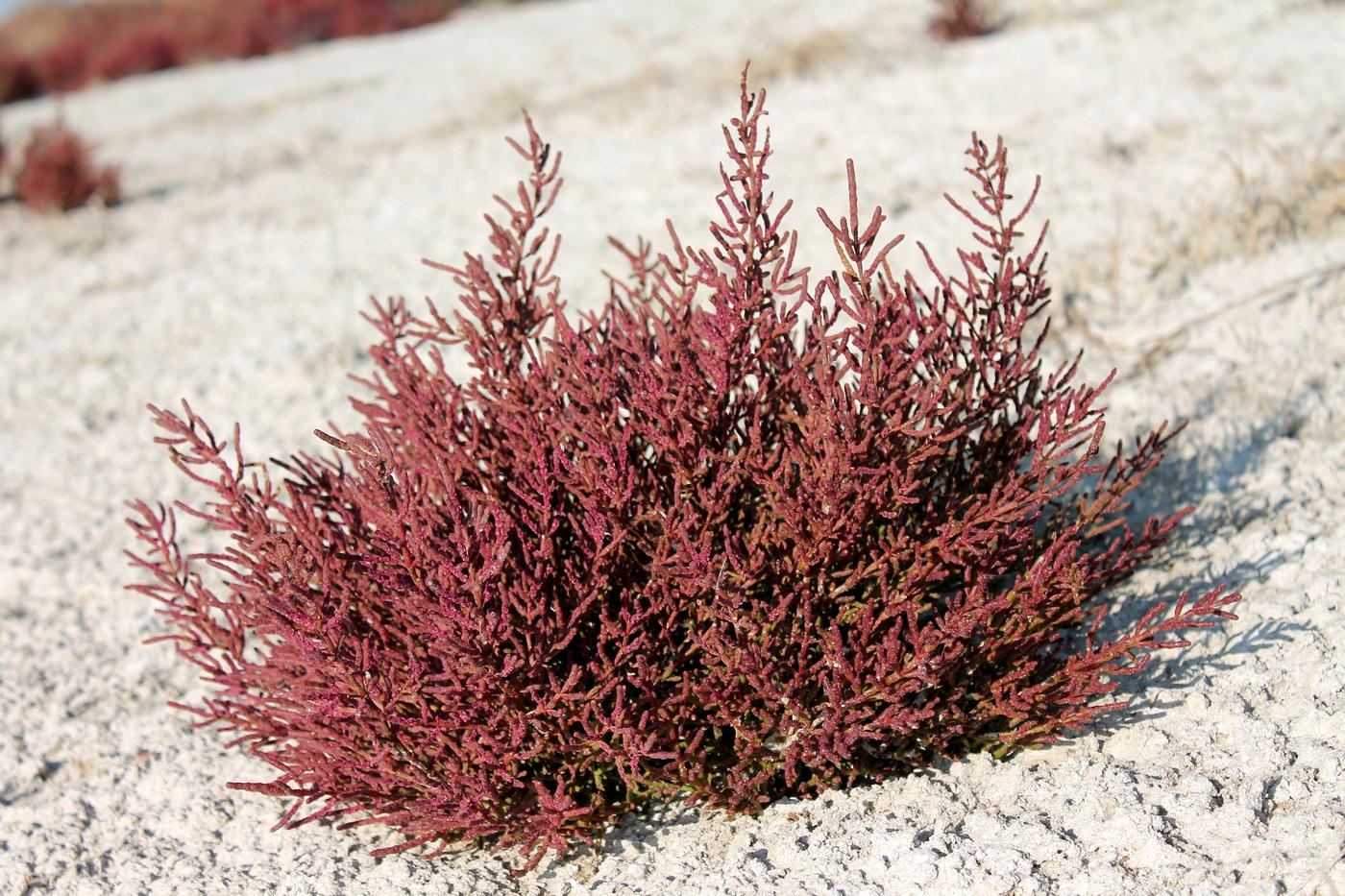 Изображение особи Salicornia perennans.