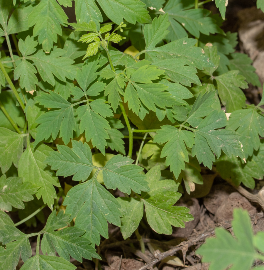 Изображение особи Cardiospermum halicacabum.