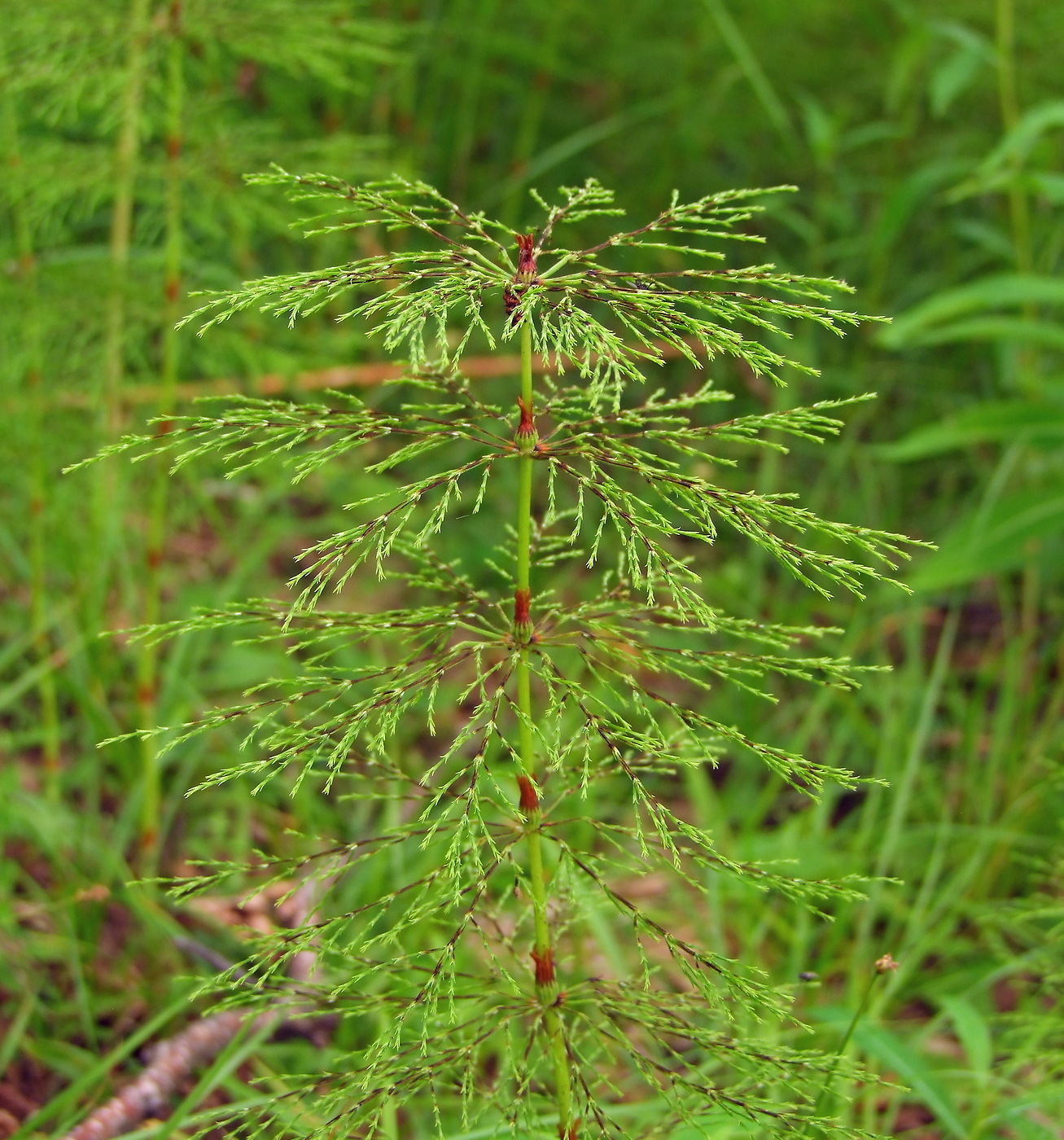 Изображение особи Equisetum sylvaticum.