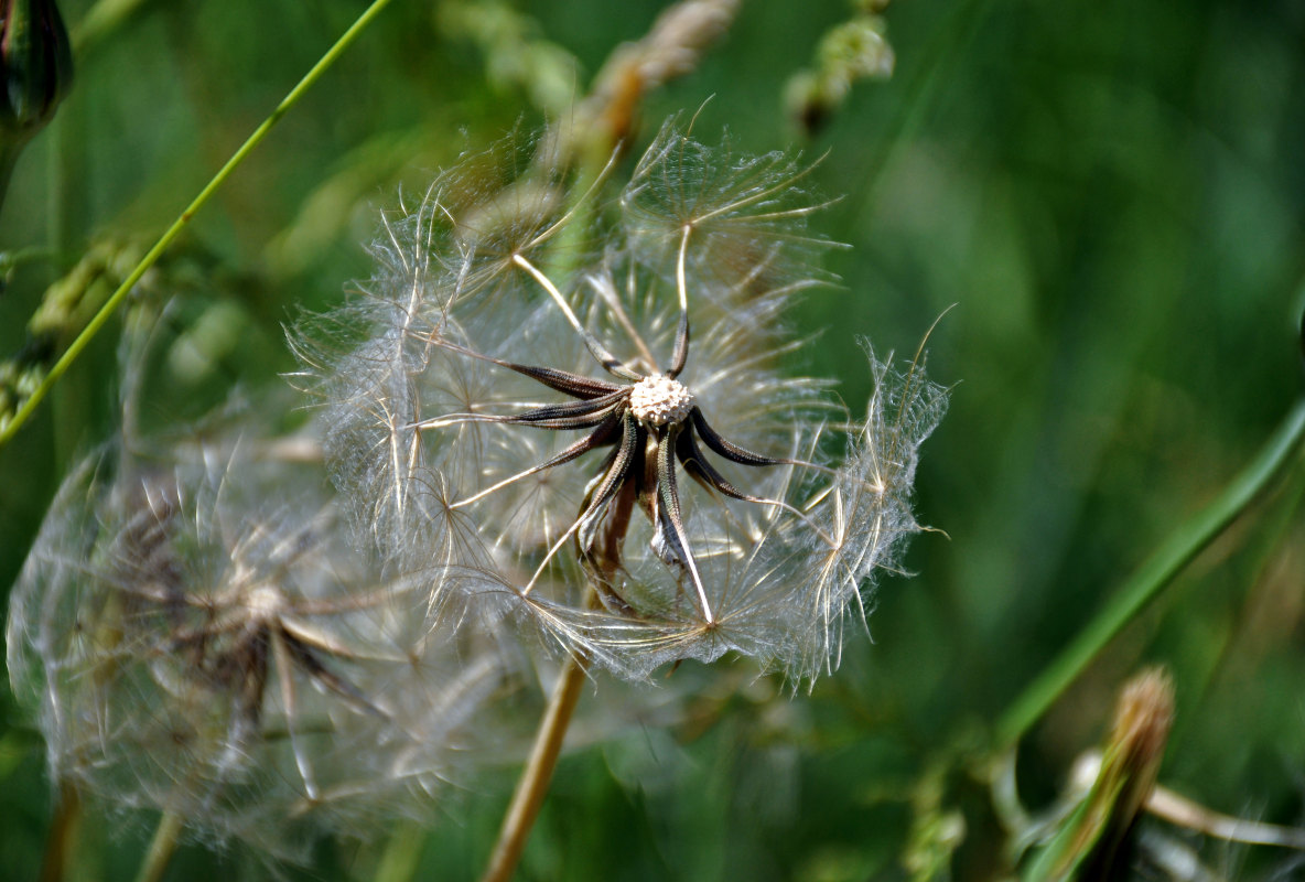 Изображение особи род Tragopogon.