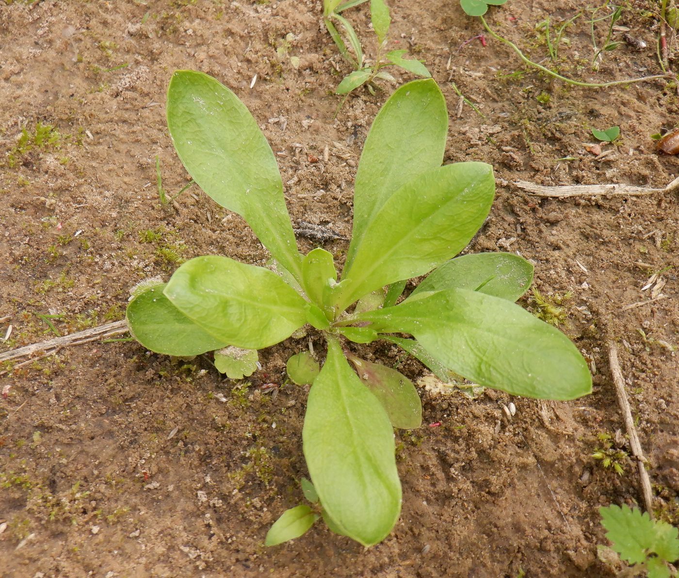 Image of genus Myosotis specimen.