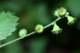 Agrimonia coreana