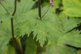 Aconitum orientale. Лист. Краснодарский край, Адлерский р-н, окр. с. Эстосадок, северный склон хр. Аибга, выс. ≈ 2100 м н.у.м., субальпийский луг. 11.08.2020.