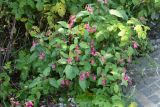 Impatiens glandulifera. Цветущее растение в сообществе с Rubus idaeus. Карелия, г. Медвежьегорск, Привокзальный сквер, между тротуаром и забором. 26.09.2020.