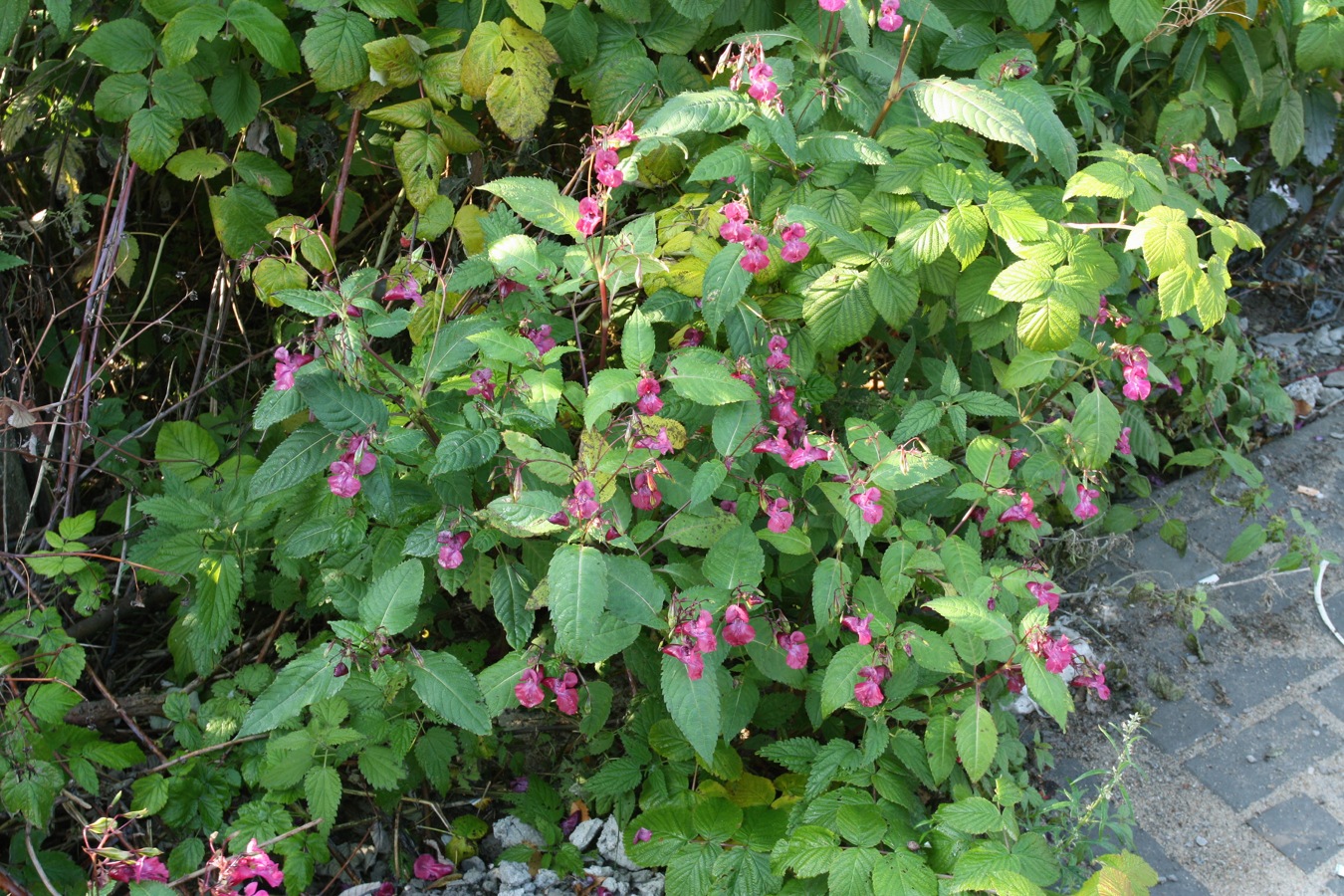 Изображение особи Impatiens glandulifera.