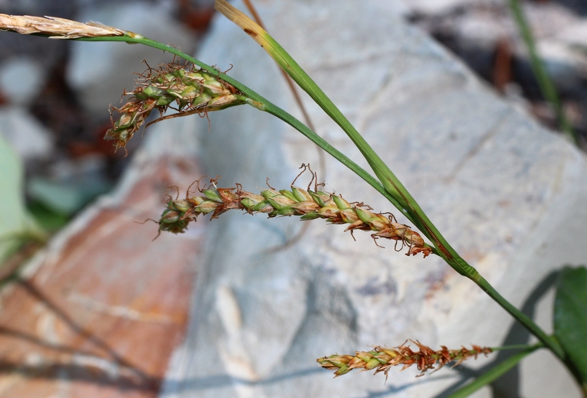 Изображение особи род Carex.