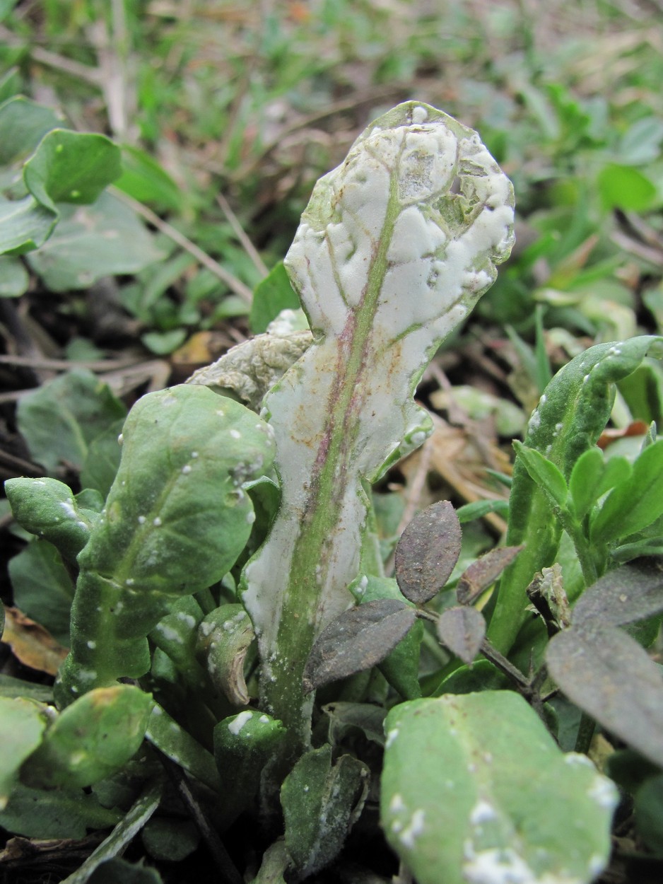 Изображение особи Calepina irregularis.