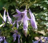 Hosta albomarginata