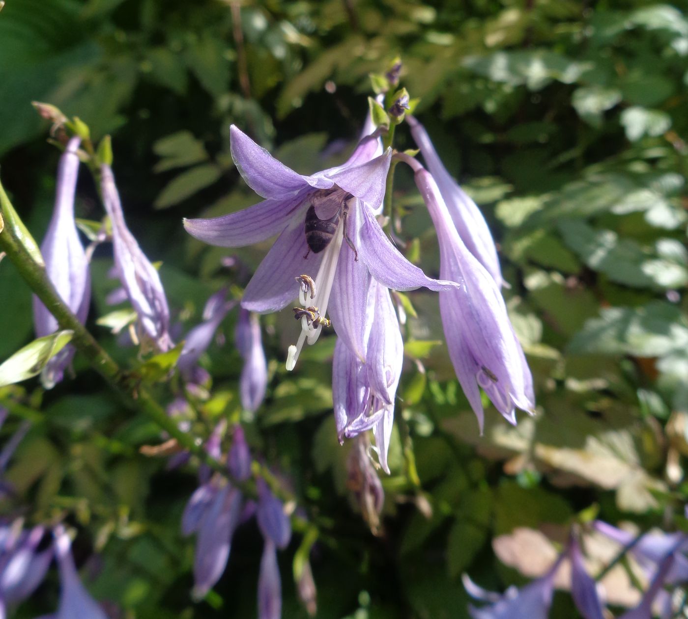 Изображение особи Hosta albomarginata.