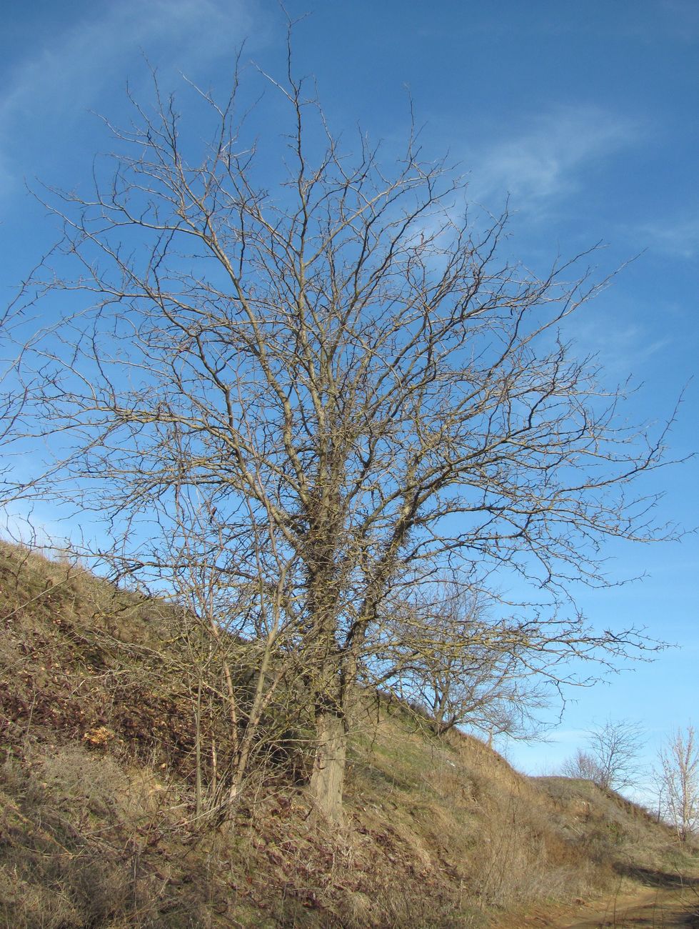 Изображение особи Gleditsia triacanthos.