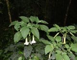 Brugmansia × candida. Верхушка цветущего растения. Перу, регион Куско, провинция Урубамба, окр. г. Machu Picchu, обочина тропы вдоль железнодорожного полотна. 20.10.2019.