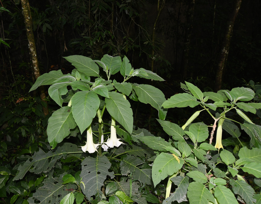 Image of Brugmansia × candida specimen.