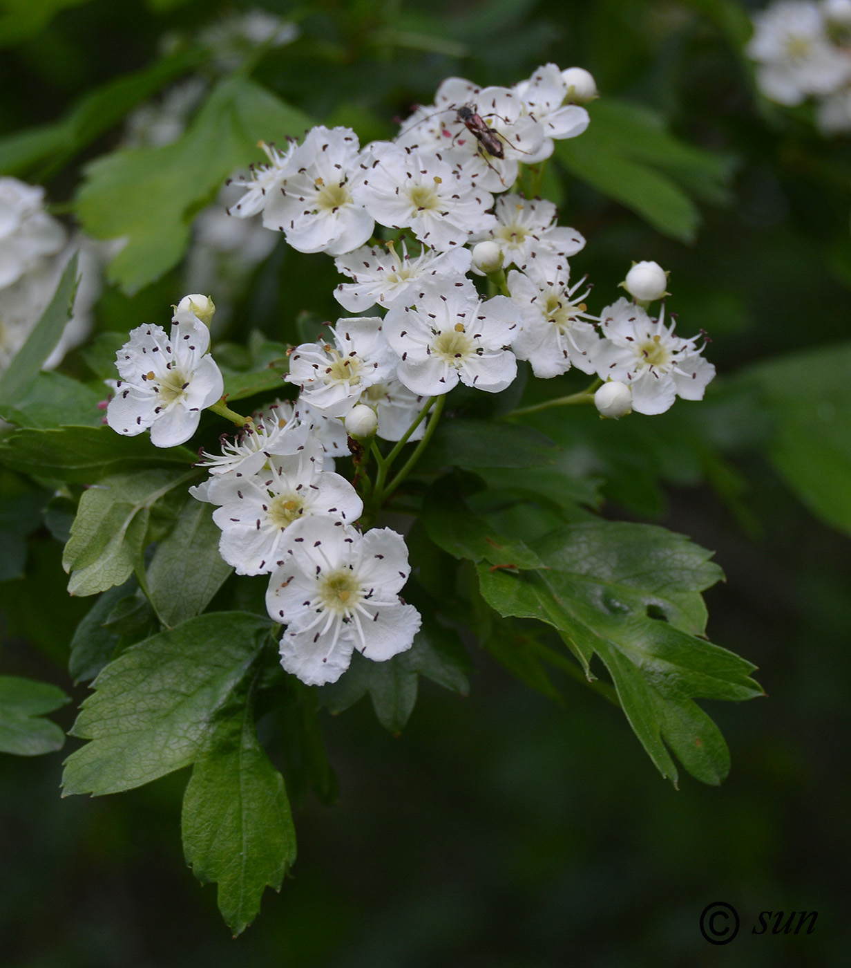 Image of Crataegus monogyna specimen.