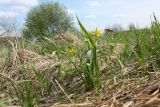 Gagea lutea