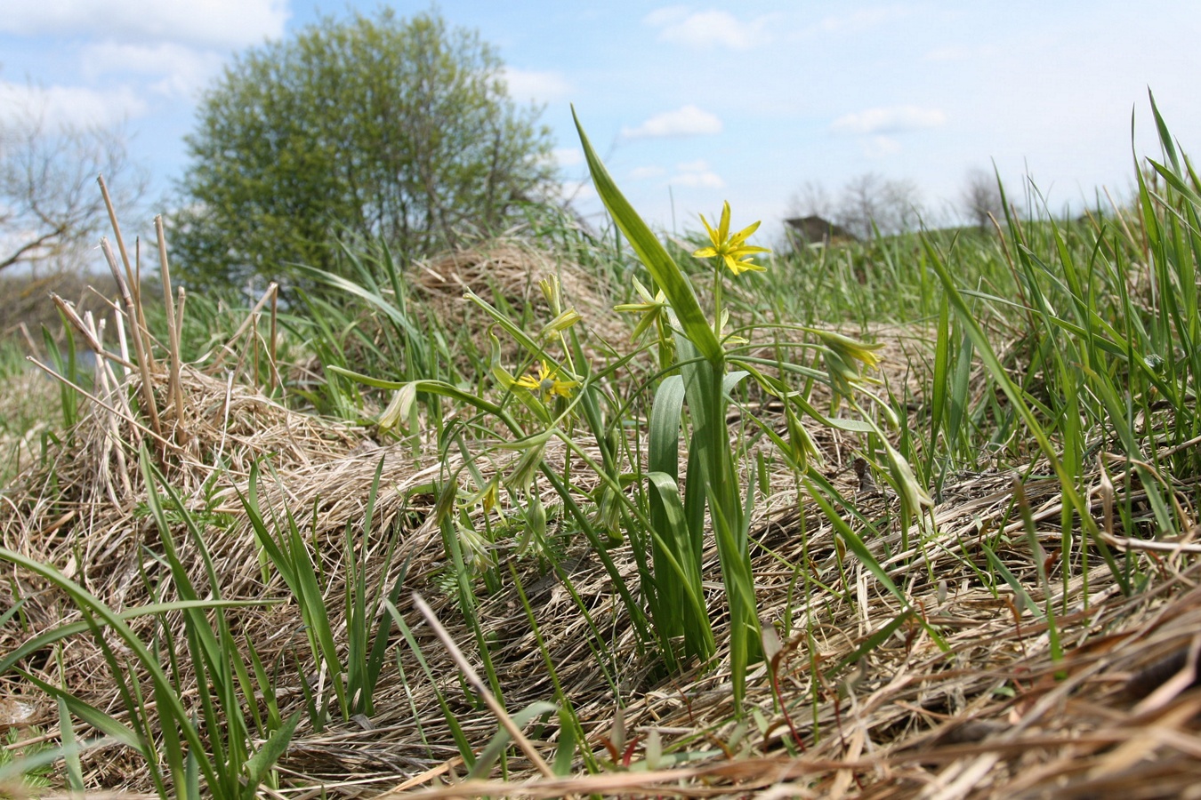 Изображение особи Gagea lutea.