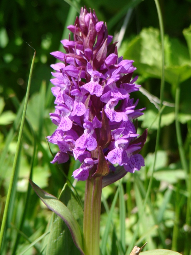 Изображение особи род Dactylorhiza.