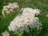 Filipendula palmata