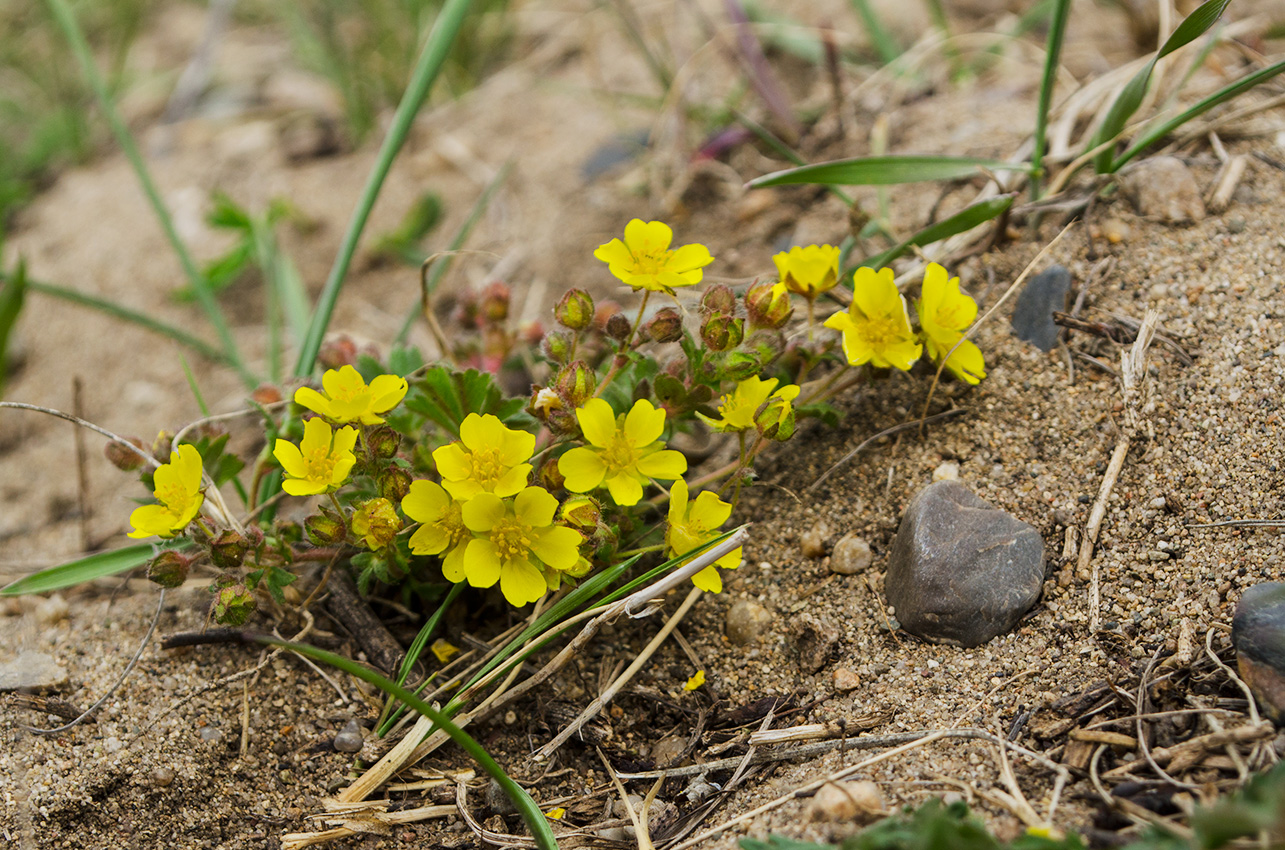 Изображение особи Potentilla humifusa.