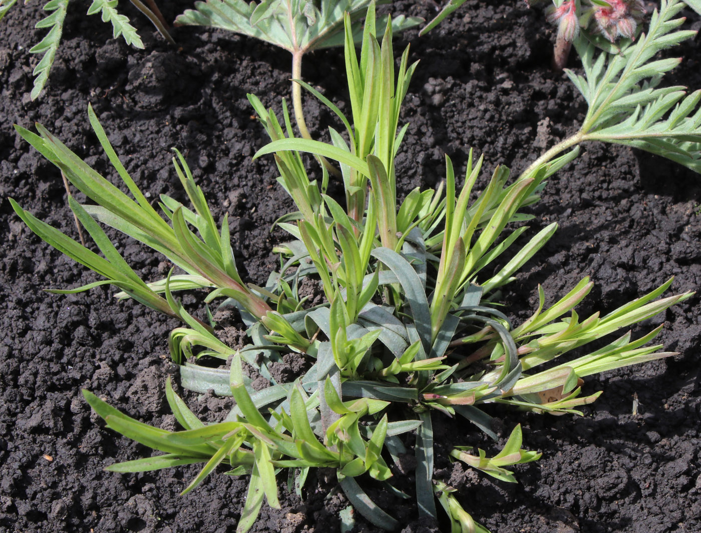 Изображение особи Dianthus superbus.