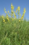 Verbascum marschallianum