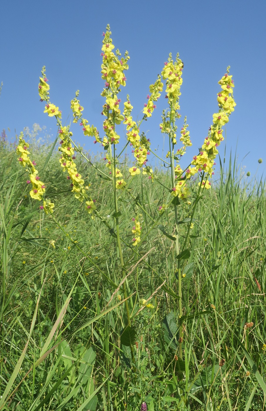 Image of Verbascum marschallianum specimen.