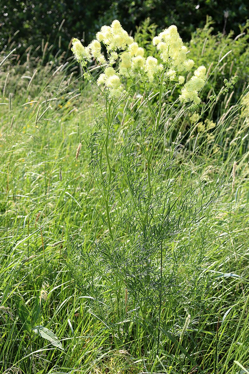 Image of Thalictrum lucidum specimen.