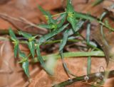 Euphorbia taurinensis