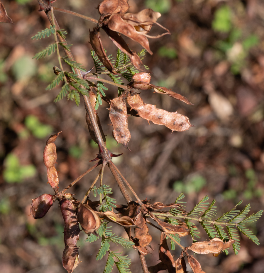 Изображение особи Mimosa aculeaticarpa.