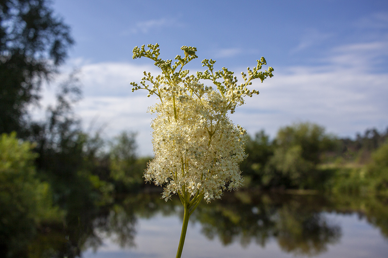 Image of Filipendula ulmaria specimen.