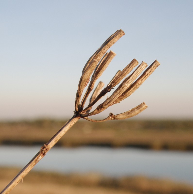 Image of Securigera varia specimen.