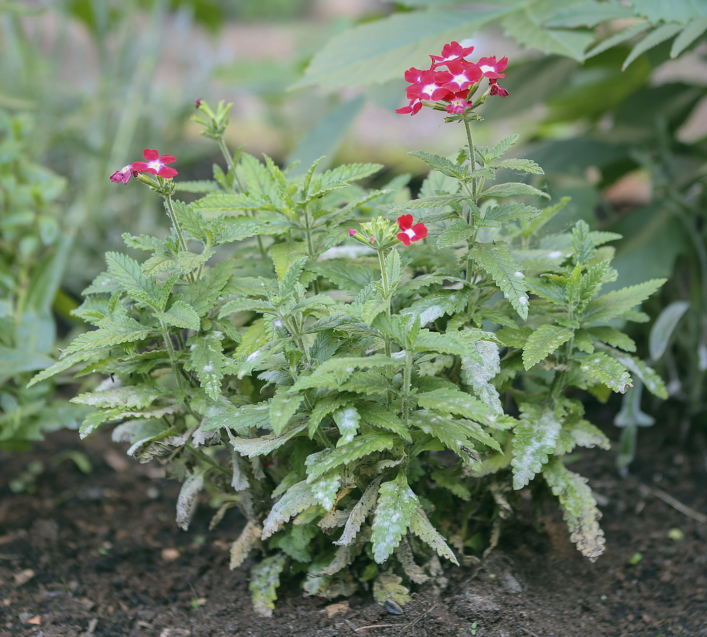 Изображение особи Glandularia &times; hybrida.