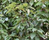 Quercus glauca. Ветви плодоносящего дерева. Абхазия, пос. Цандрыпш, в озеленении. 11.08.2021.