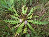 Cirsium roseolum