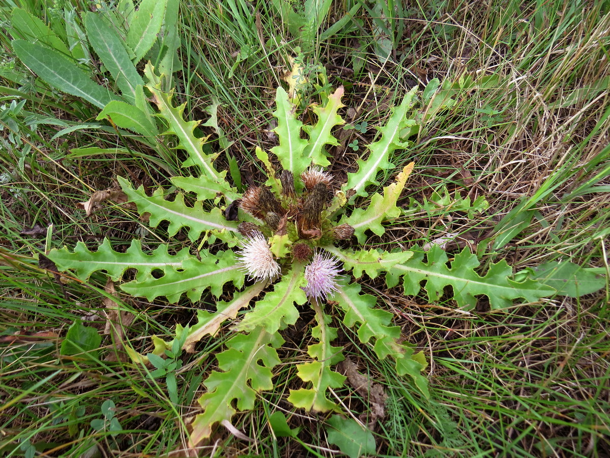 Изображение особи Cirsium roseolum.