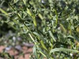 Atriplex littoralis