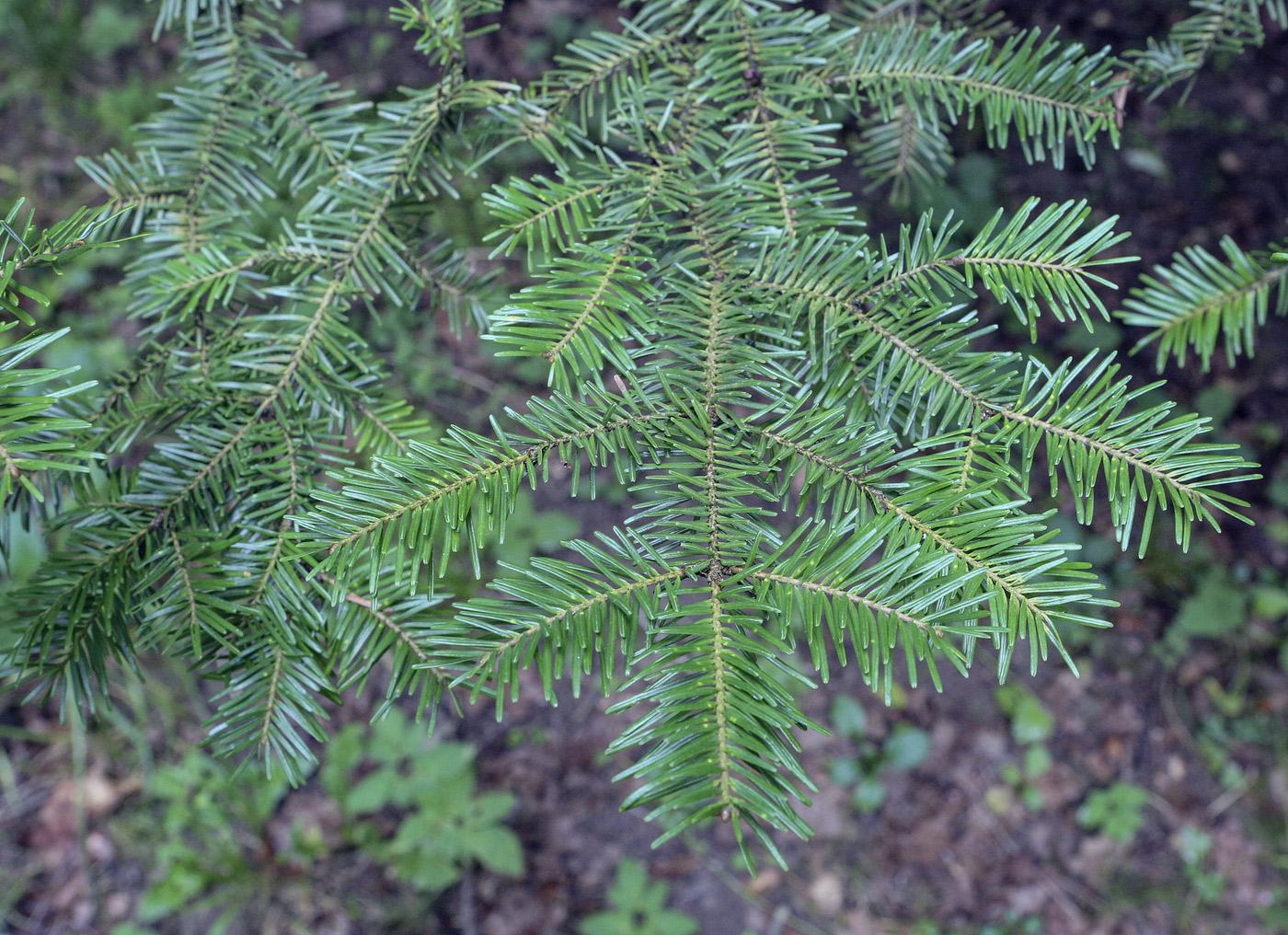 Image of Abies balsamea specimen.