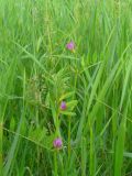 Vicia segetalis