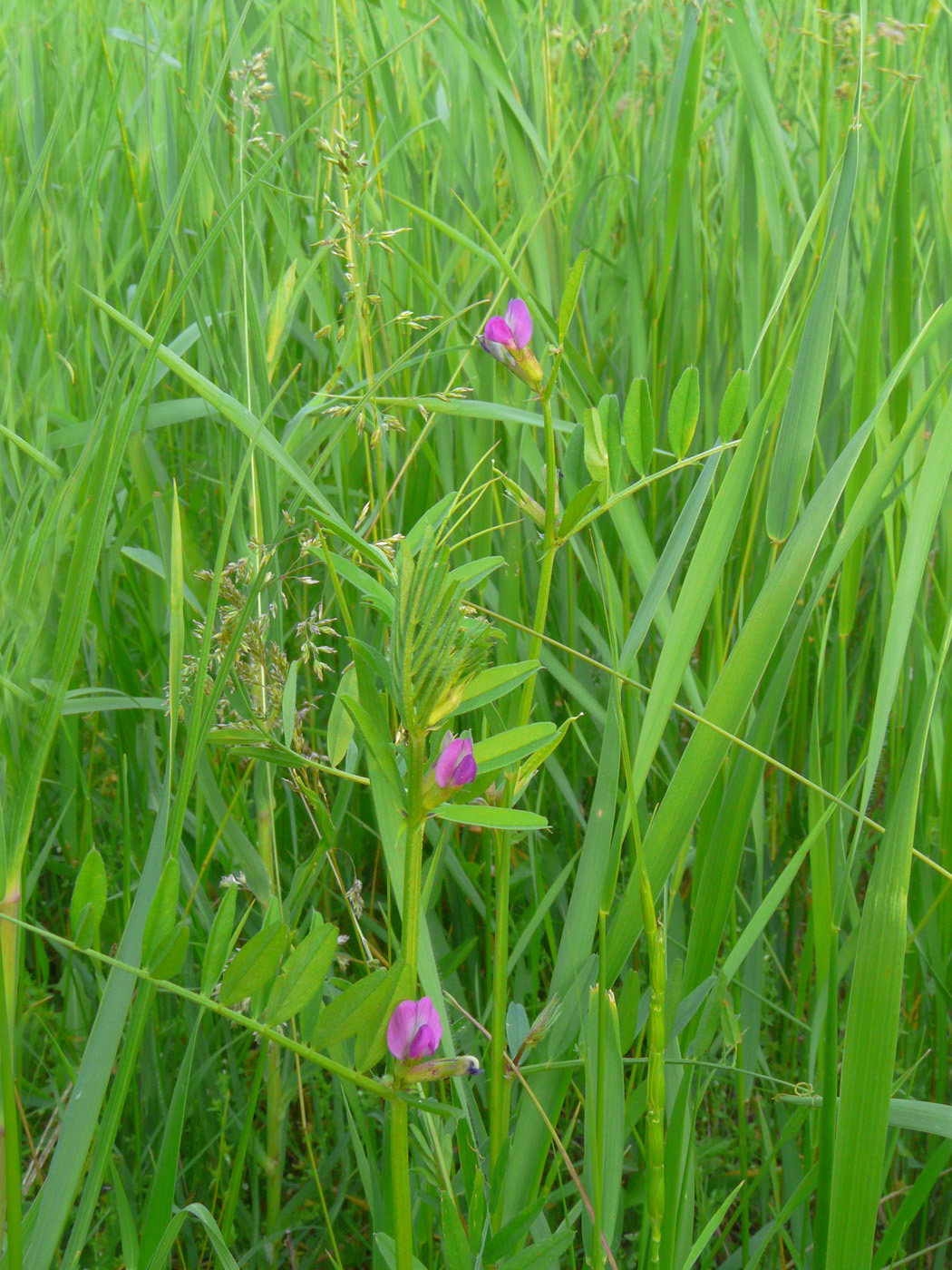 Изображение особи Vicia segetalis.