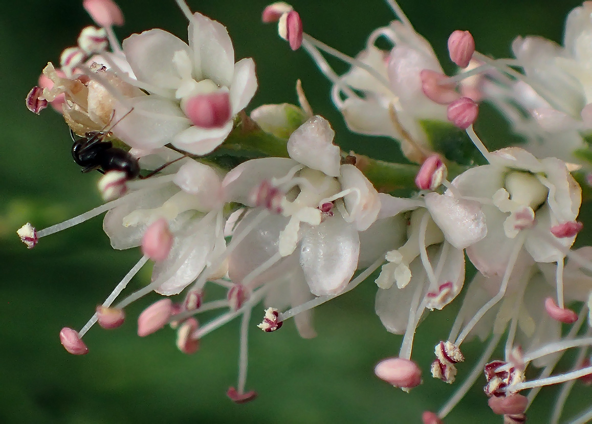 Изображение особи Tamarix smyrnensis.