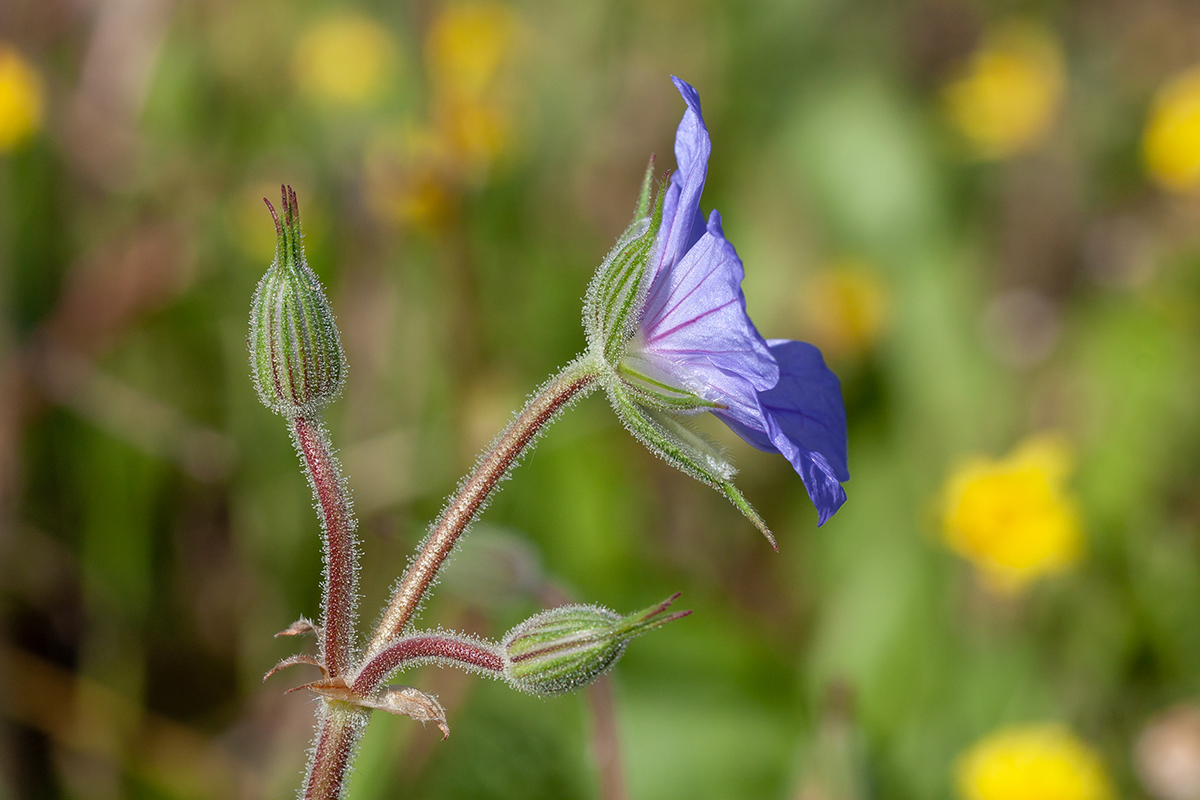 Изображение особи Erodium ciconium.