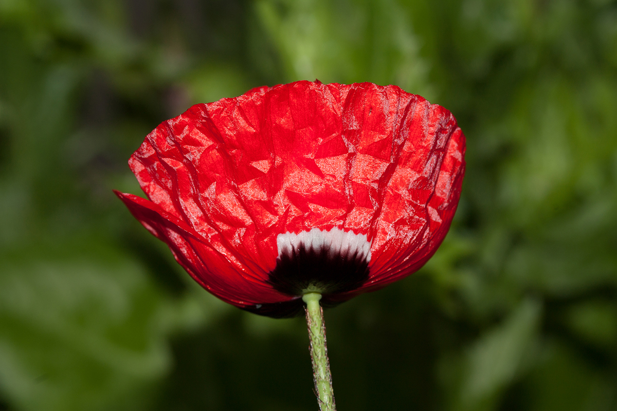 Изображение особи Papaver umbonatum.