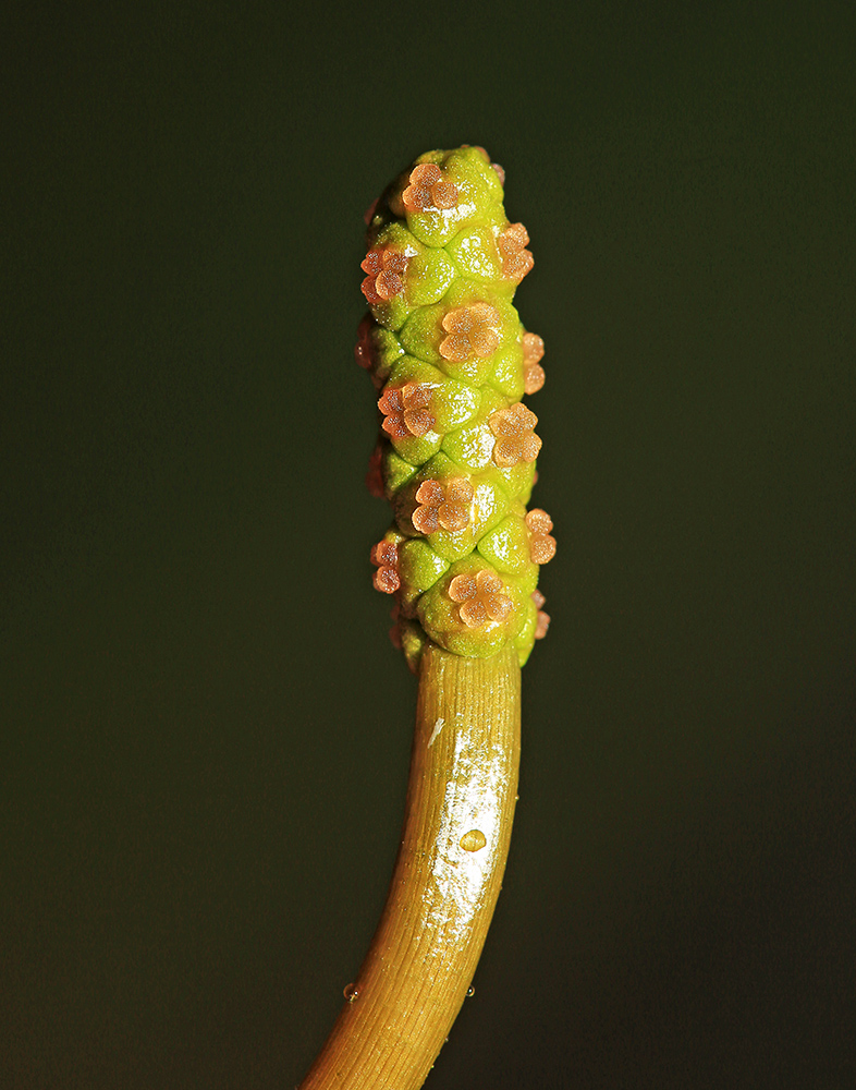 Image of Potamogeton gramineus specimen.