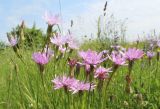 Scorzonera purpurea. Верхушки побегов с соцветиями. Белгородская обл., Губкинский р-н, заповедник \"Белогорье\", участок \"Ямская степь\". 24.05.2018.