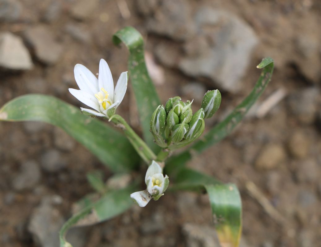 Image of genus Ornithogalum specimen.