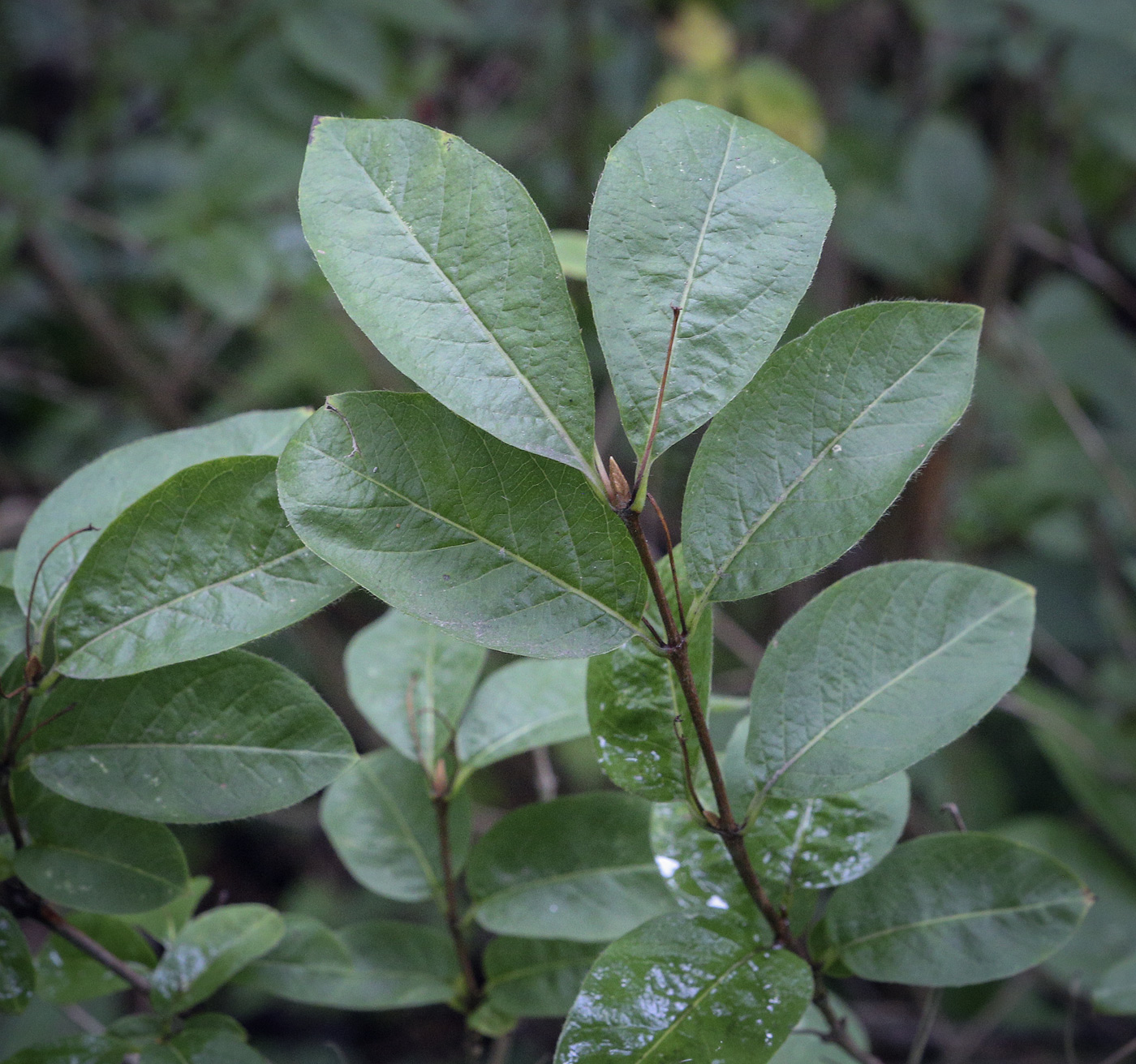 Изображение особи Lonicera sachalinensis.